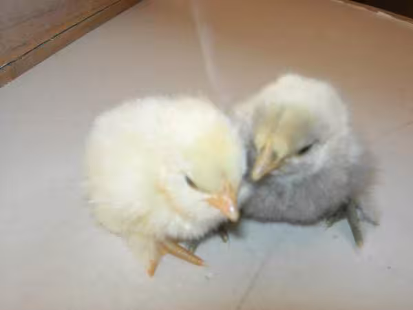 Les petits poussins a 1 jour