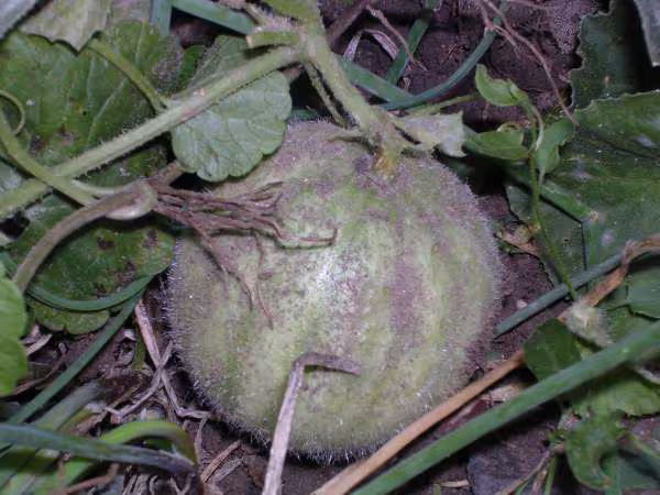 Mon 1er bebe melon