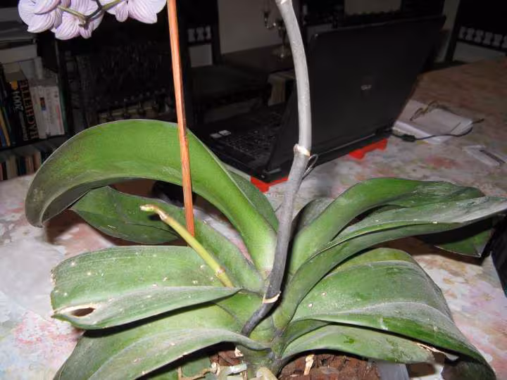 Orchidee3