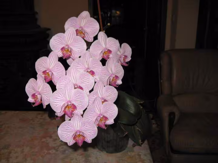 Orchidee4