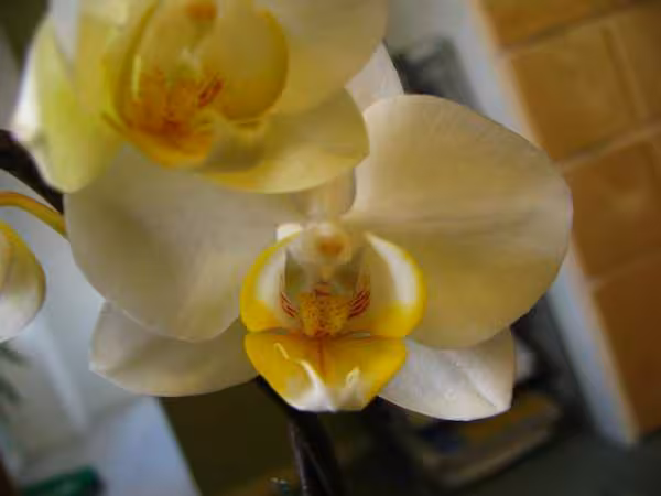 Phal