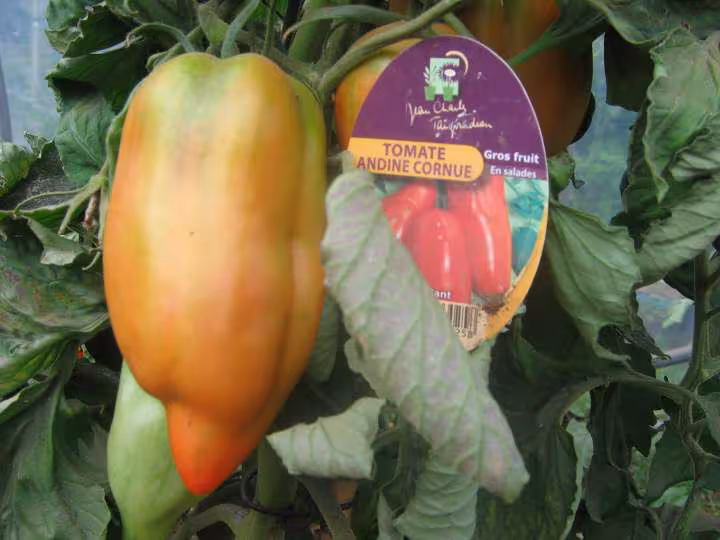 Andine cornue