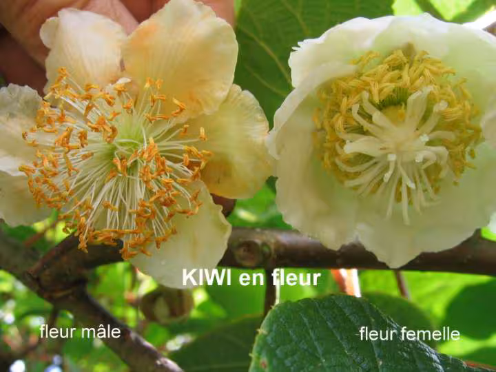 Kiwi