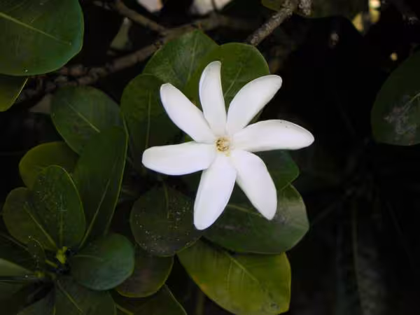 Tiare tahiti