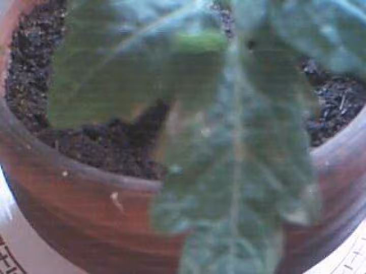 Feuilles seches