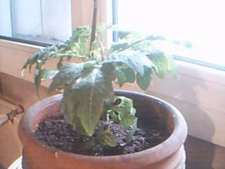 Tomate cerise