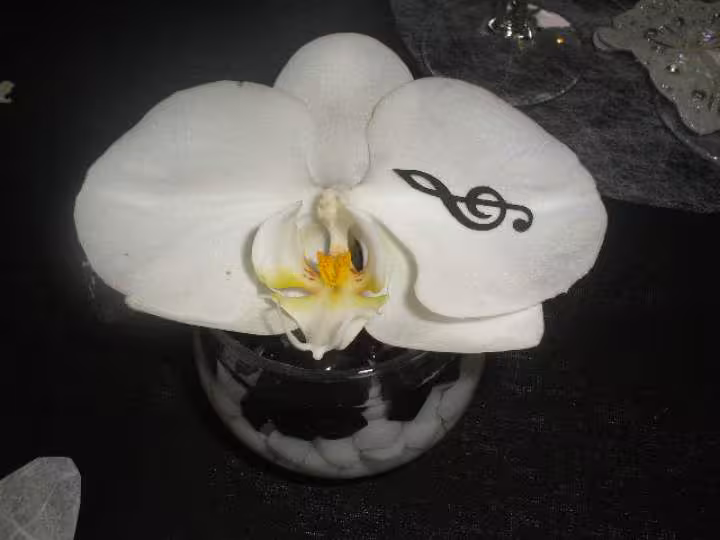 Orchidee