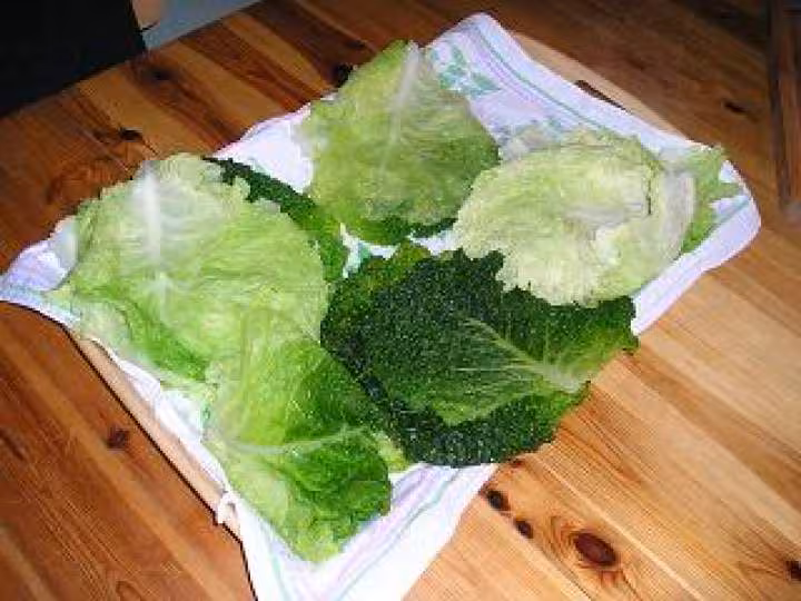 Feuilles egouttees