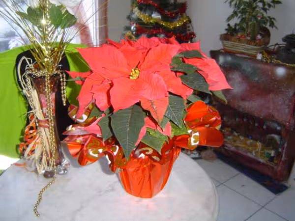 Etoile de noel