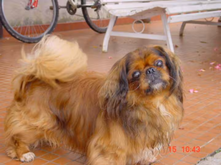 Mon petit coeur de chien