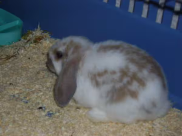 Notre lapin