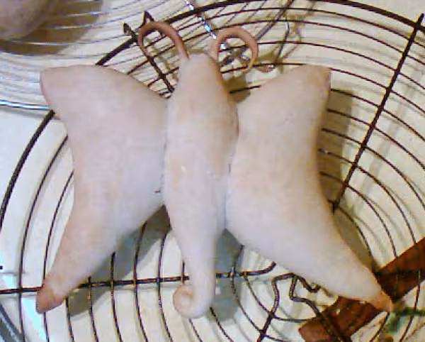 Papillon