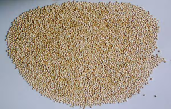 Quinoa