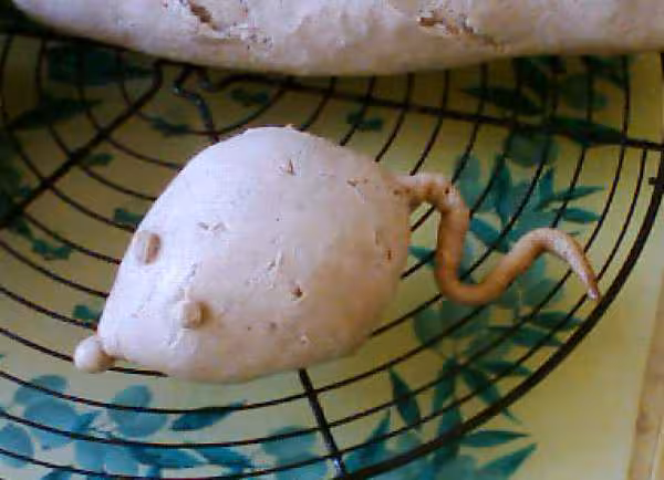 Souris sans moustaches