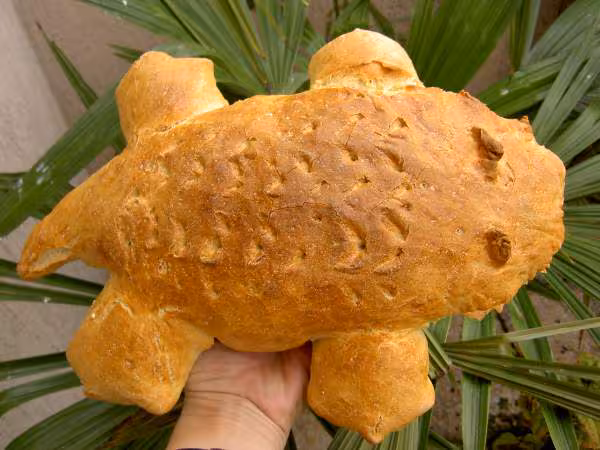 Le crocodile au levain kayser sans map