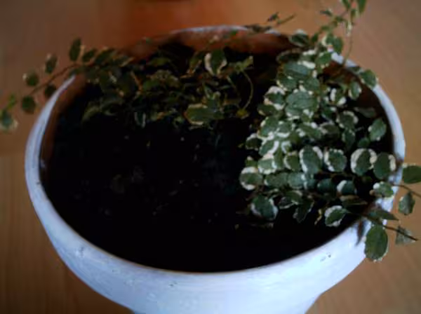 La plante inconnu