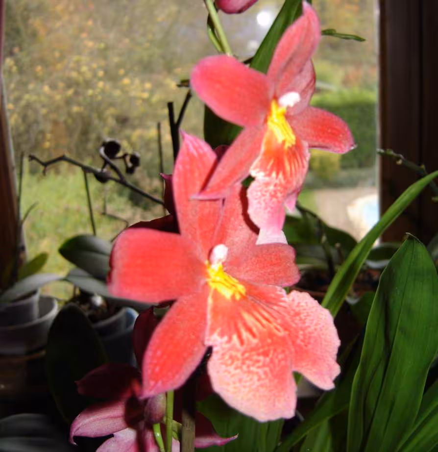 Cambria rouge