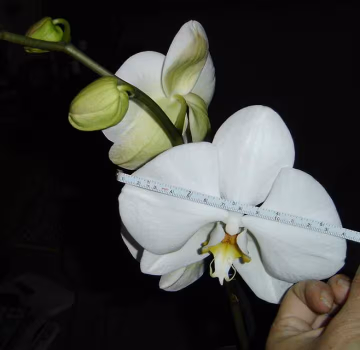 New phal1