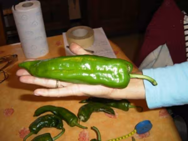Piments1
