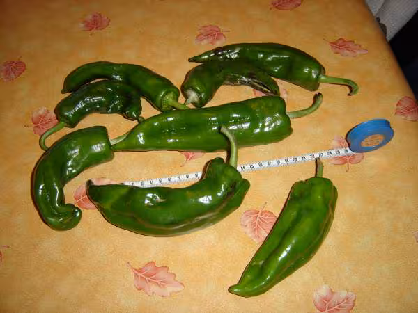 Piments2