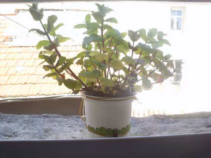 Menthe
