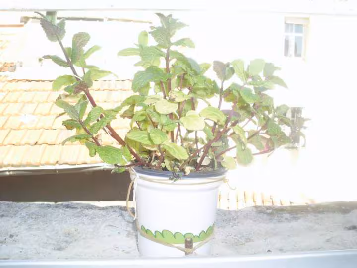 Menthe bright
