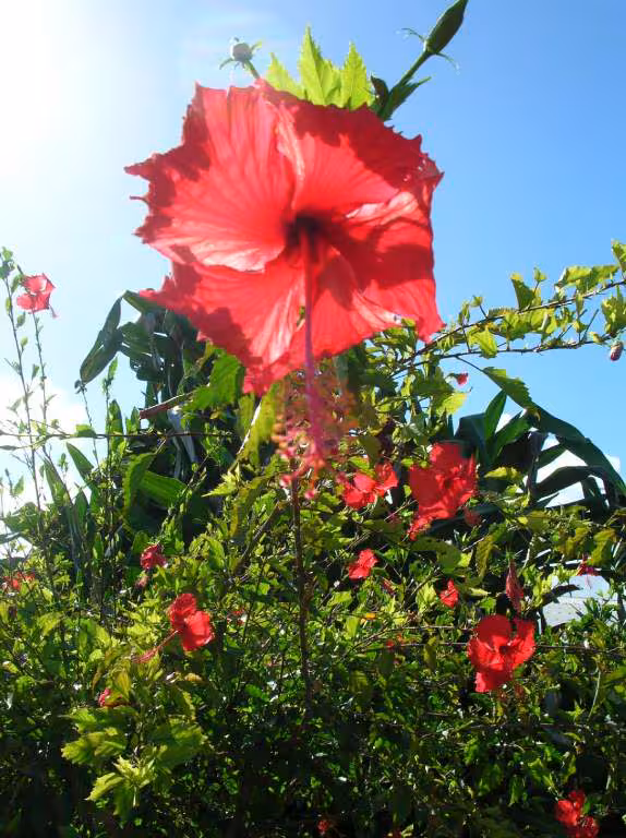Fleur gwada