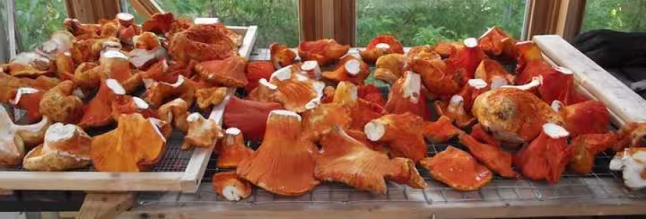 Champignons homards
