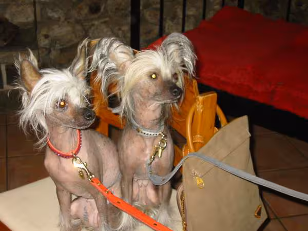 Mes chiens