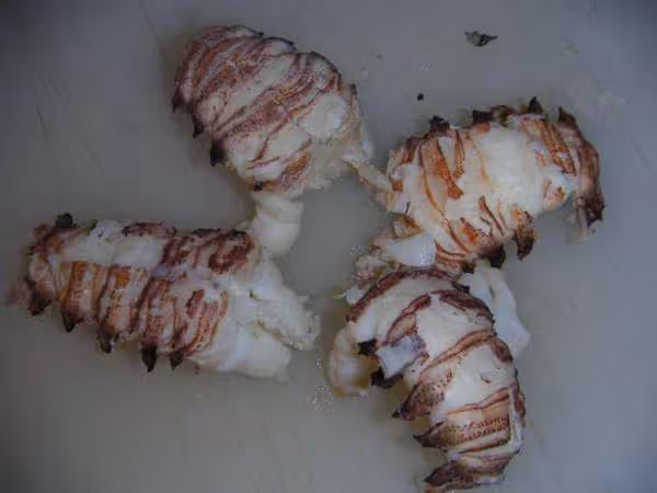 Cigales de mer