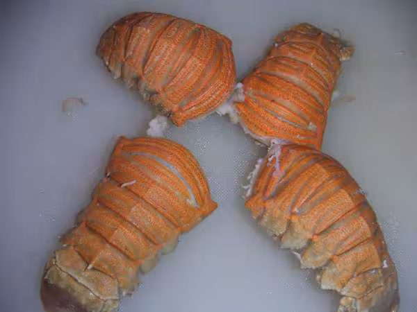 Cigales de mer cuites