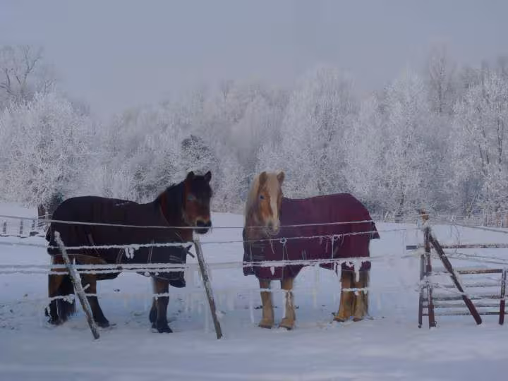 Neige