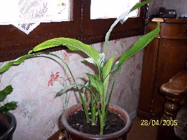 Mon spathiphyllum en avril 2005