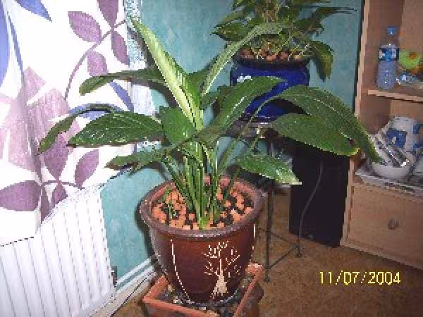 Mon spathiphyllum en juillet 2005