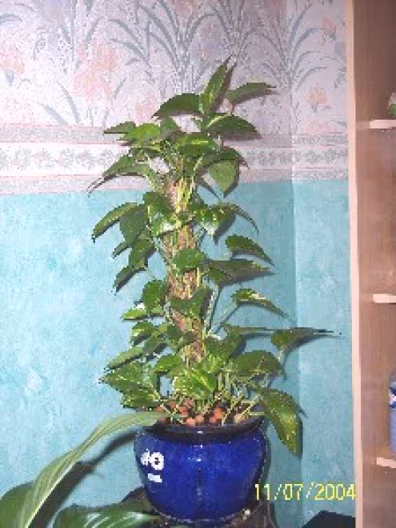 Pothos