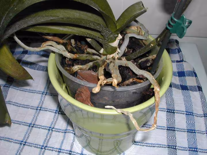 Phalaenopsis 2