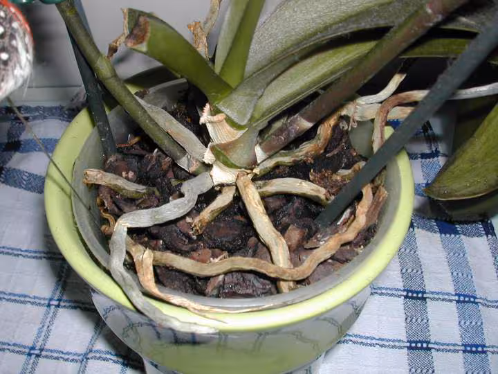 Phalaenopsis 3