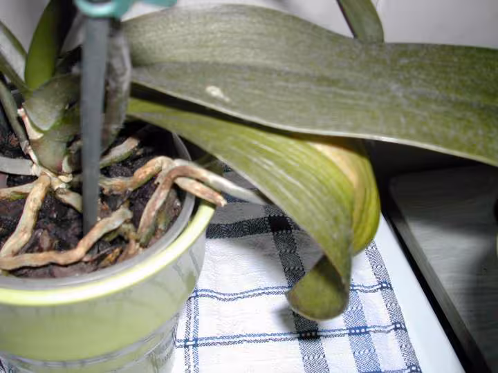 Phalaenopsis 4