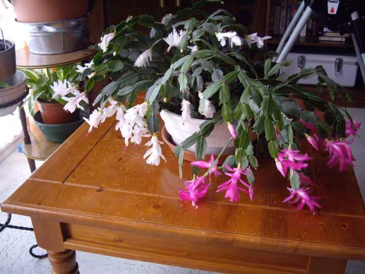 Cactus de noel1