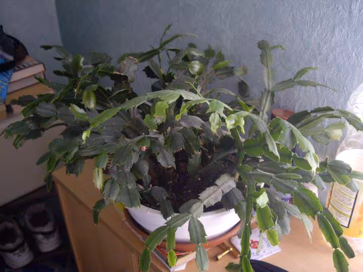 Cactus noel1