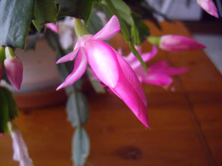 Cactus4