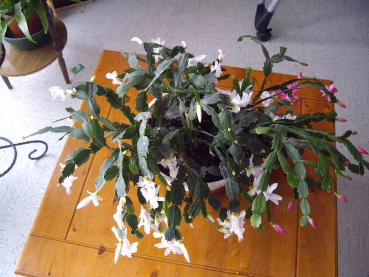 Cactus9