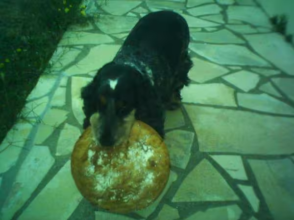 Pain galette