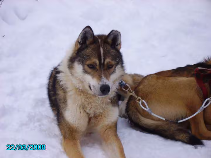 Laponie mars 2008