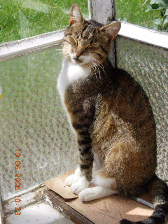 Voici skety