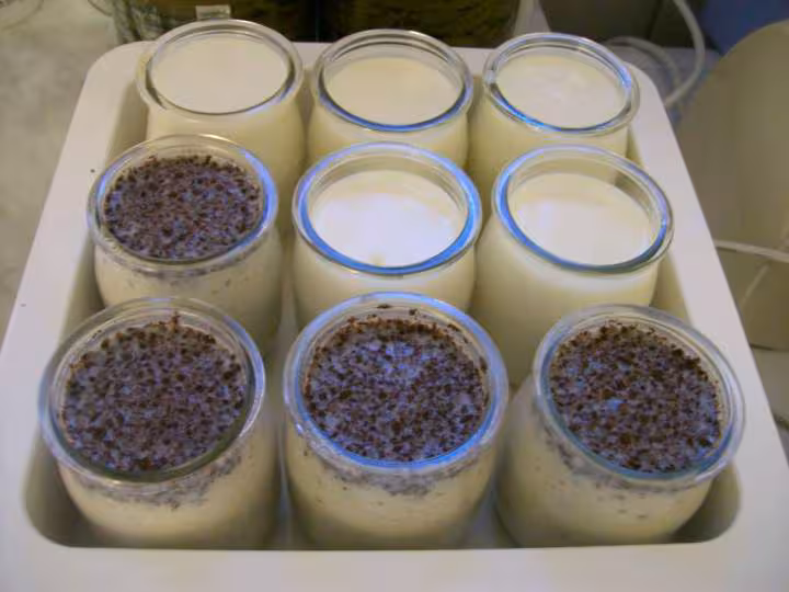 Yaourt chocolat 2