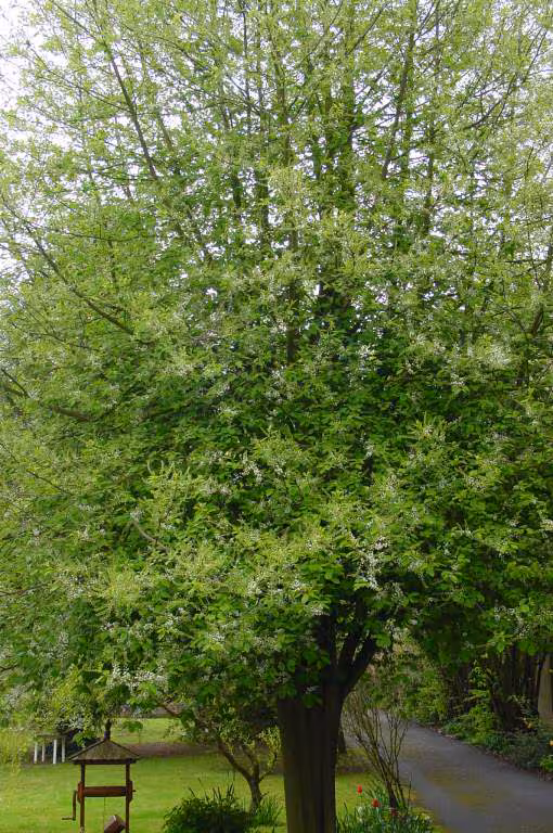 Arbre muguet