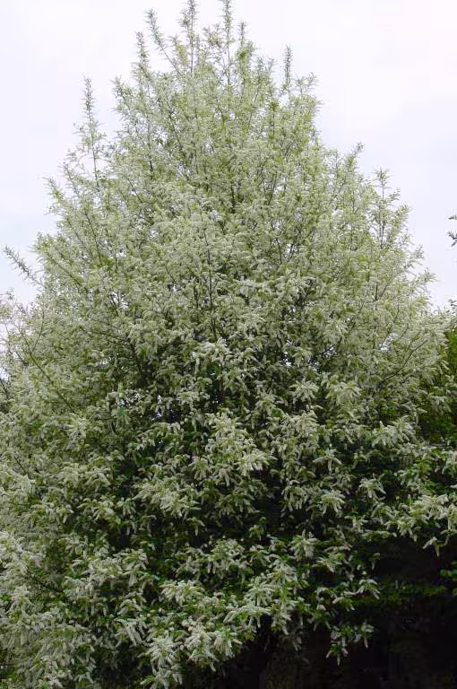 Arbre muguet
