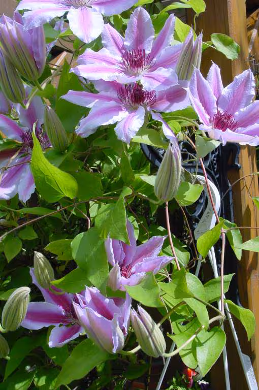 Clematite du jardin