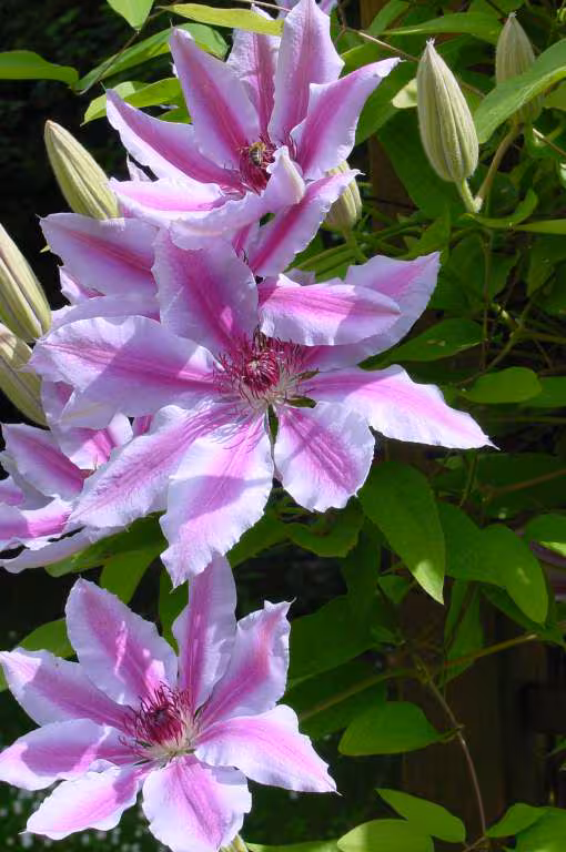 Clematite fleurs